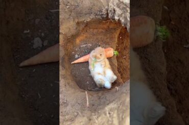 cute rabbit got foods