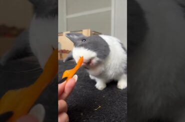 Cute Bunny Short Video #shorts #short #viral #youtube #trending #ytshorts #cute #baby #bunny #rabbit