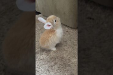 Cute baby bunny!!!!