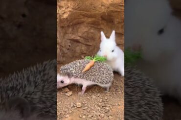Funny animals cute rabbit baby #shortsfeed