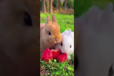 What a Cute Bunny # Rabbit # YouTube # Shorts