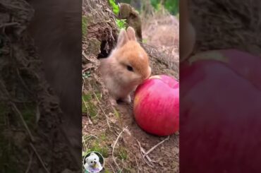Cute rabbit eat apple #shorts #animals #rabbit