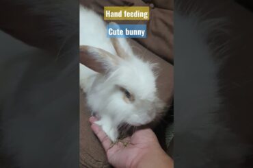 Hand feeding of my favorite cute rabbit
