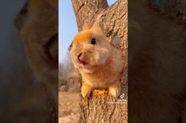 Cute rabbit #shorts #short #youtubeshorts