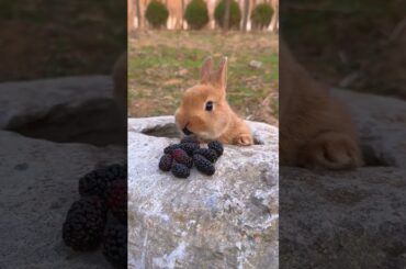 cute rabbit #ytshorts