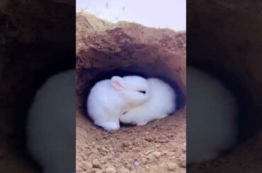 Cute Rabbit Playing #rabbits #CuteRabbits #short #ytshort #FurryFriends