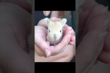 #pets #animal #animals #pet #2023 #2023shorts #baby #bunny #rabbit #cute #cutebaby #bunnies #mario
