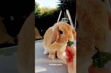 #reels #fun #rabbit #climbing #cute #rabbit #youtube #cutebaby #eating #rabbit