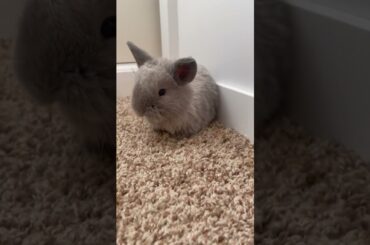Cute baby bunny!!!