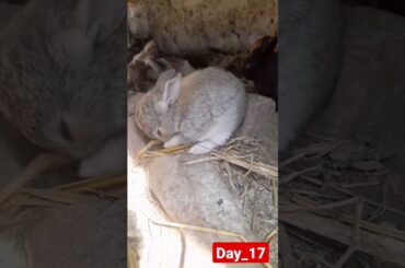 17 day baby rabbit [growing up day by day]