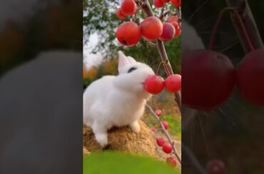 Cute Rabbit#animals #rabbits #cute