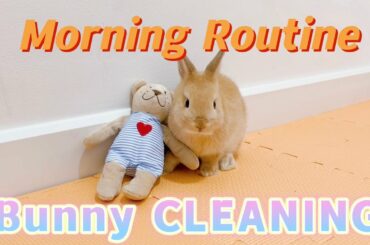 EP2 Morning Routine of a Cute Bunny Cleaning Itself
