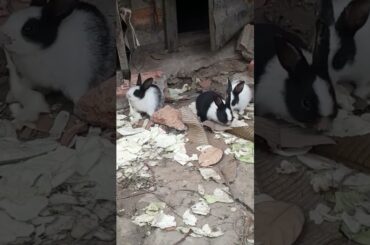 so cute rabbit baby Feeding time #shorts