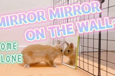 EP3 Cute Bunny Reacts to Mirror when staying home alone