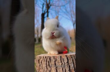 Cute #Bunny Eating #rabbit #animalvideos #petslover