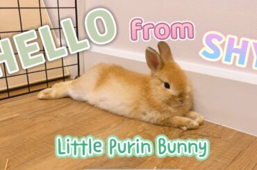 EP1 Greeting from Cute Bunny!