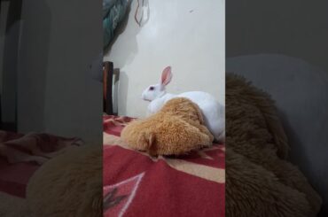 #viral #bunny #cute #rabbit