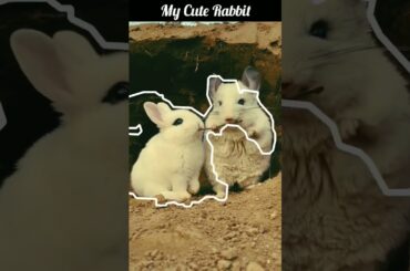 Cute Rabbit #shorts #youtubeshorts #ytshorts
