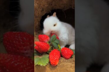 cute#rabbit#shorts#ytshorts