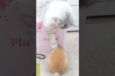Cute bunny and cat playing #shorts  #cat  #bunny