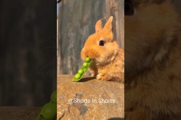 Cute Rabbit #ytshort #cute #youtubeshorts