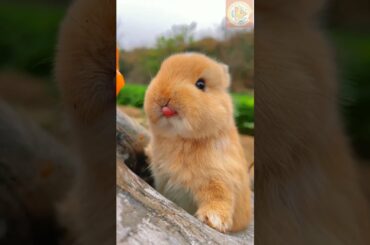 Cute rabbit #shorts #animals