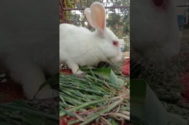 cute rabbit funny playing #pets #subscribe #shorts