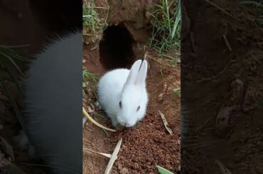 Cute Rabbit | kisi ka bhai kisi ka jaan song #shorts #rabbit #song #trending