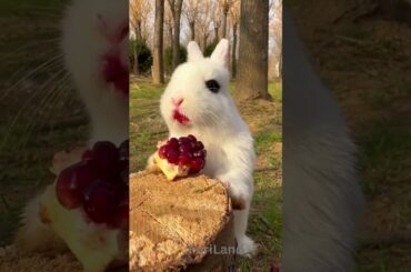 Yummy Cute #Bunny Eating #rabbit #animalvideos #petslover