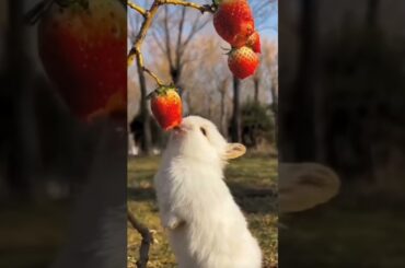 Cute rabbit. A beautiful moment#791- #shorts