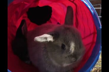 Cute Baby Rabbits Playing in a Red Tunnel.