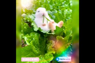 Cute Rabbit videos #shorts #funnyanimals #pl5