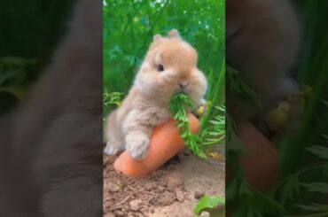 Cute Rabbit Eating Carrot