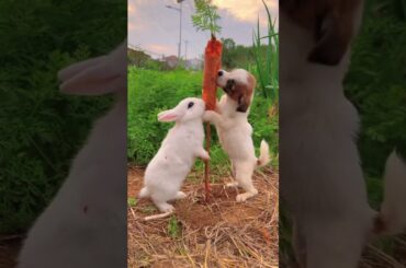 My cute bunny #shortsclip #youtube #youtuber #subscribe #shortsfunny #instagramyoutube