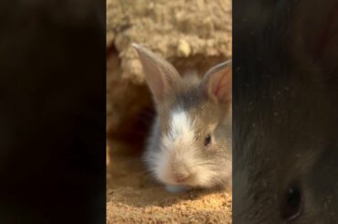 Little cute rabbit playing sand #rabbit #shortsvideo #shorts