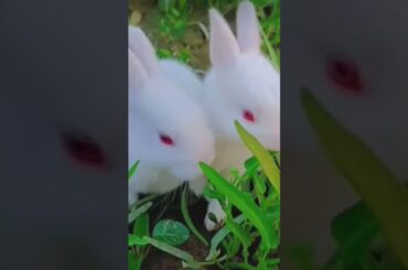 Cute rabbit#baby
