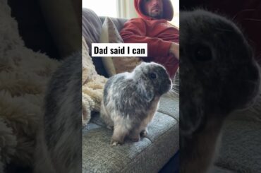 Naughty bunny, but a cute bunny. #cutebunny #funnypets #cutepets