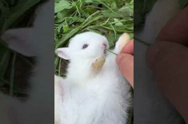 cute rabbit #cute #rabbit #cat #shorts