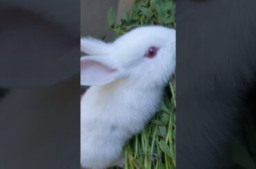 cute rabbit eating grass #animal #viral #youtubeshorts #rabbit #shorts