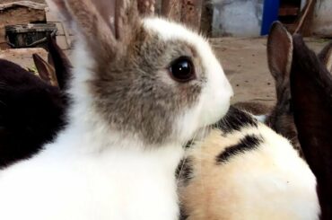 What Having. Rabbit Cute Baby