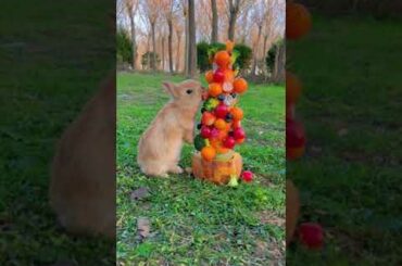 Cute Rabbit Eating Delicious Food#shorts #rabbit
