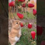 Cute bunny with strawberry #rabbit