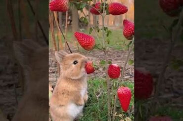 Cute bunny with strawberry #rabbit