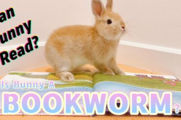 EP4 Cute Bunny Reads Book