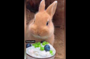 Cute rabbits  #shorts #cute  #rabbit