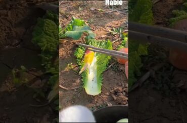 Cute rabbit and puppy2023 #pets #youtubeshorts