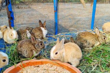 The Cutest Baby Bunny RabbiT