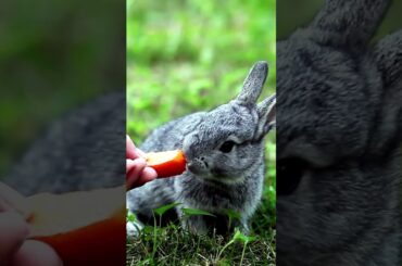Cute Rabbit #shorts #love #wildlife