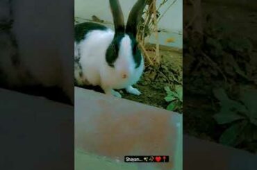 Cute rabbit # Rabbit status# funny rabbit# beautiful rabbit # Bunny