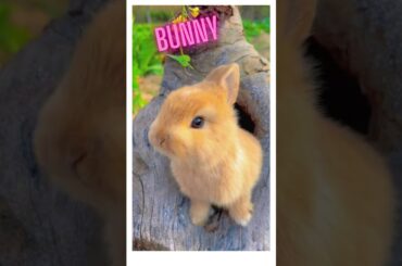 cute bunny #shorts
